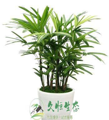 南京1棕竹
